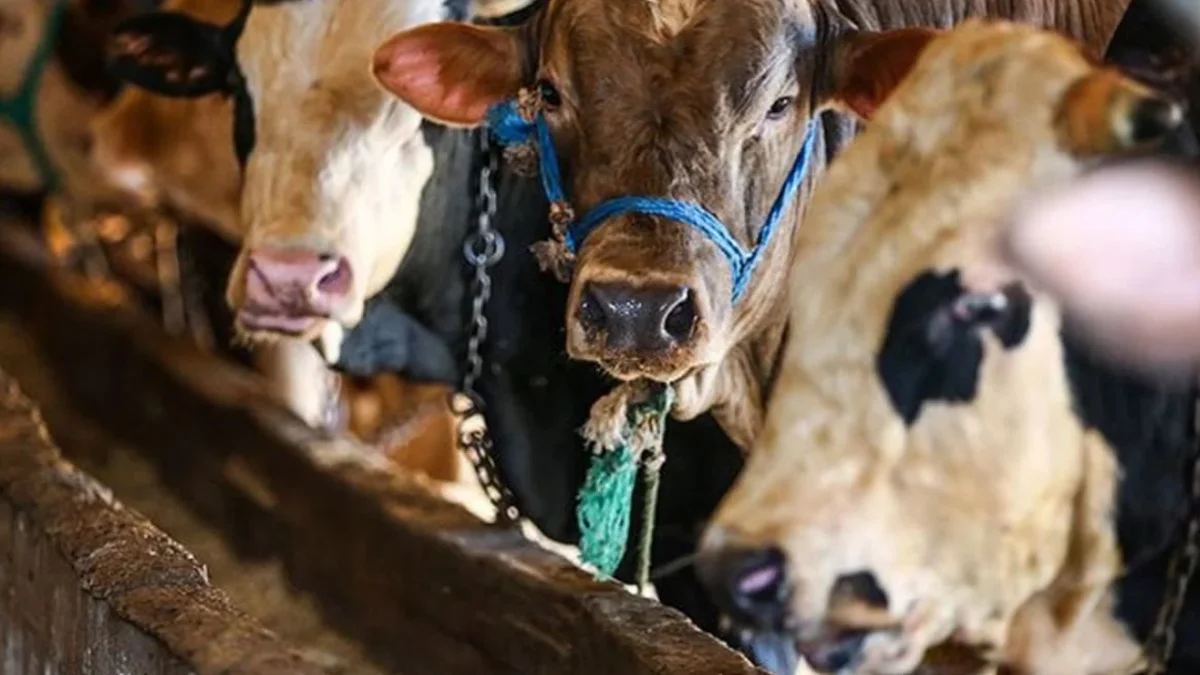 2026 Vekaletle Kurban Kesim Bedeli Açıklandı: Yurt İçi 18 Bin TL, Yurt Dışı 7 Bin TL! - Ekonomi Haberleri